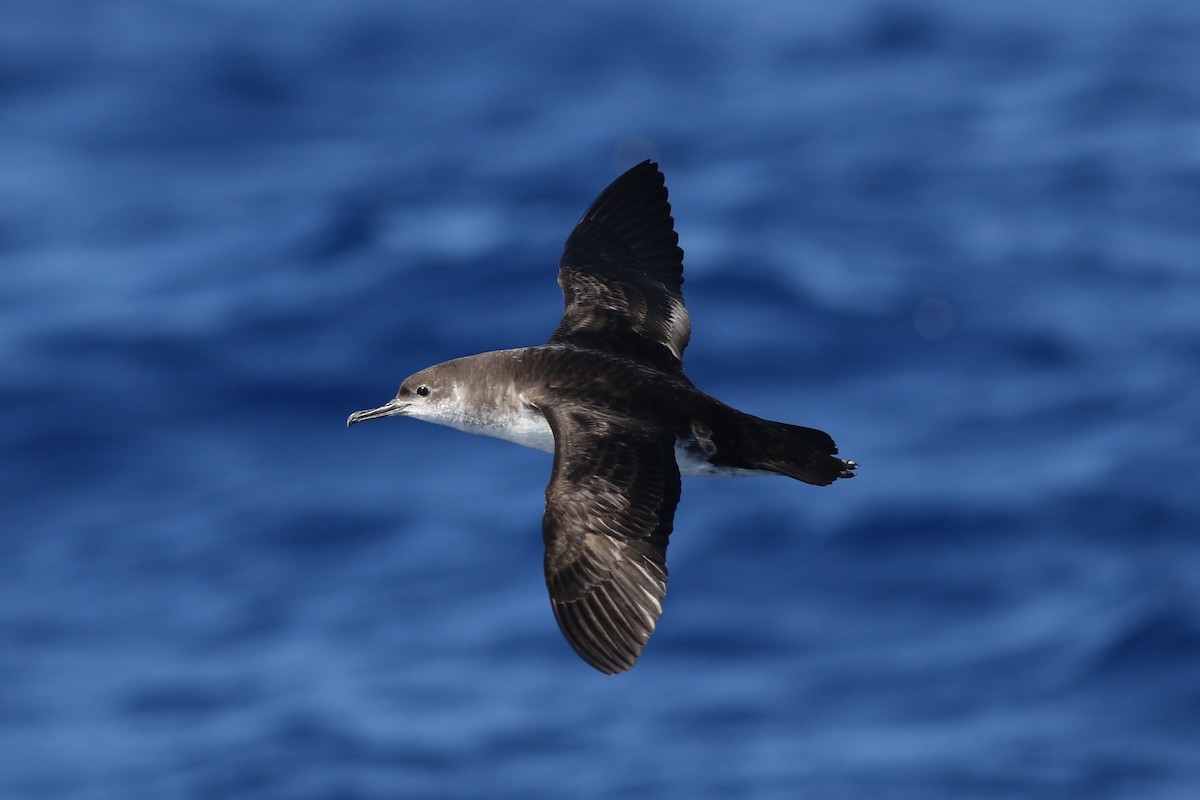 Manx Shearwater - ML63173701