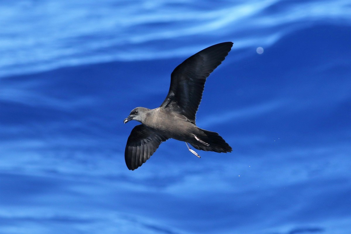 Bulwer's Petrel - Peter Flood