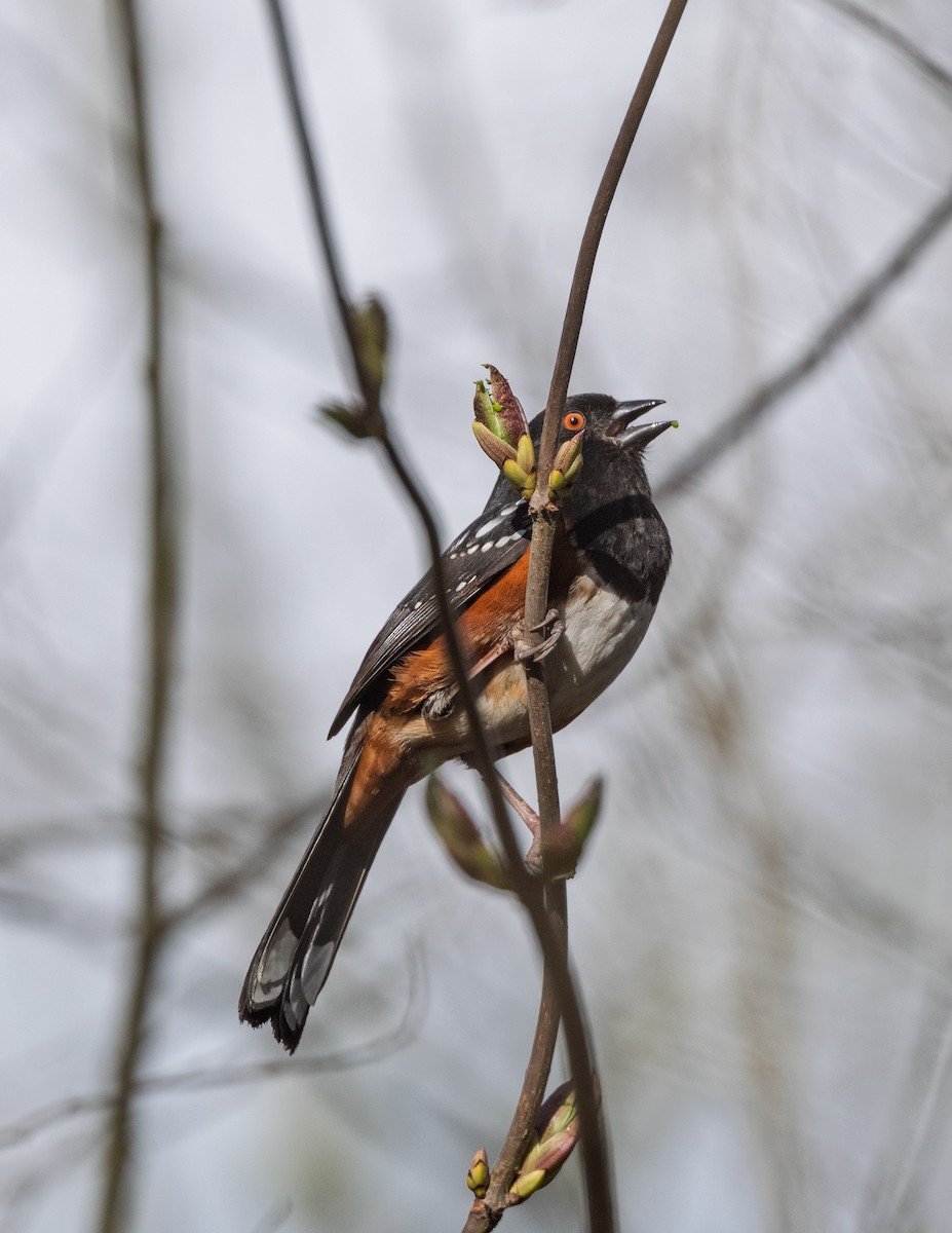 Spotted Towhee (oregonus Group) - ML631737121