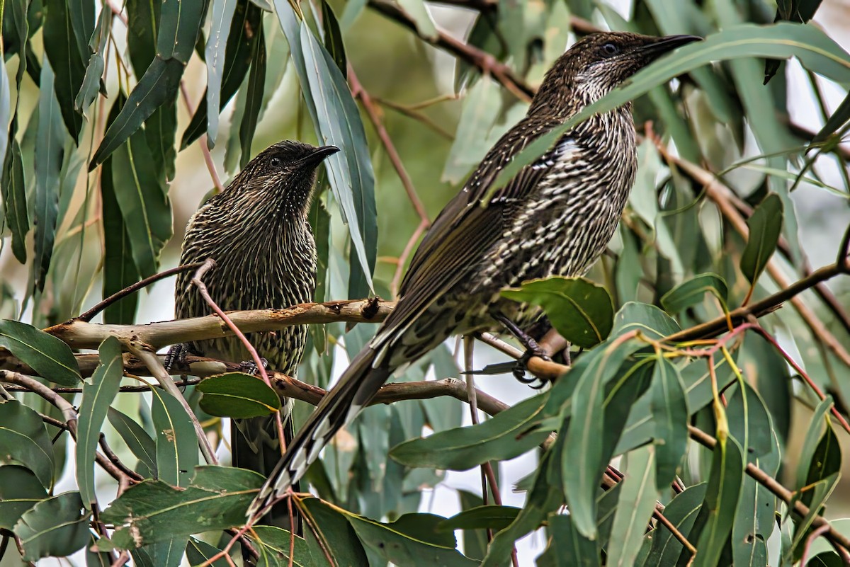 Little Wattlebird - ML631737129
