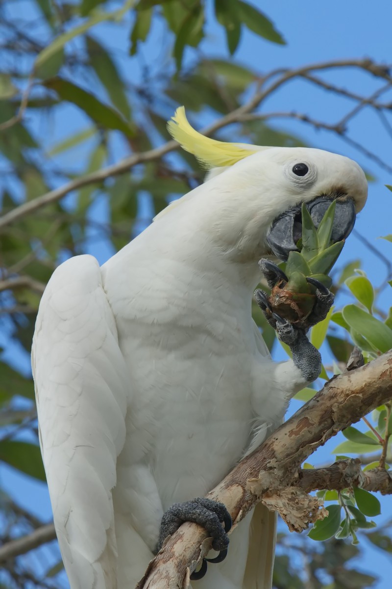 Sulphur-crested Cockatoo - ML631737170