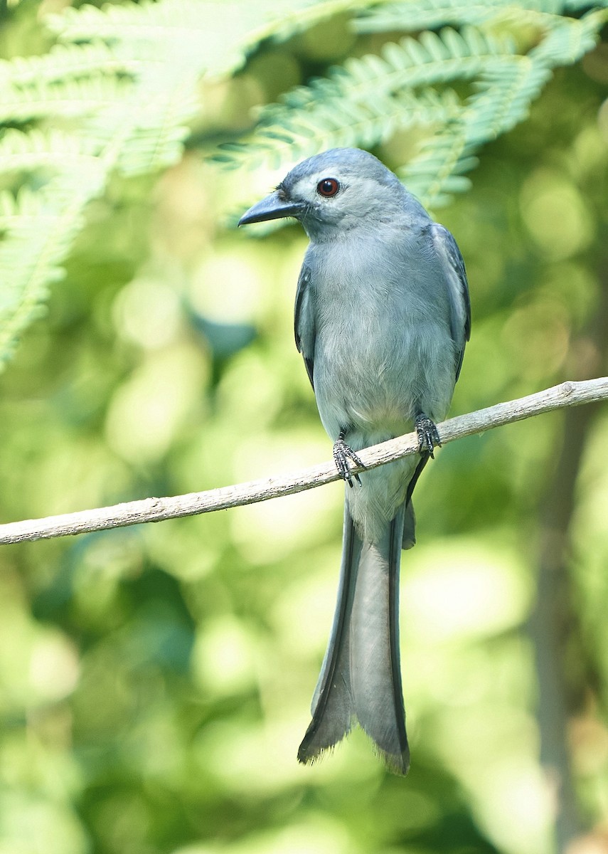 askedrongo - ML631737172