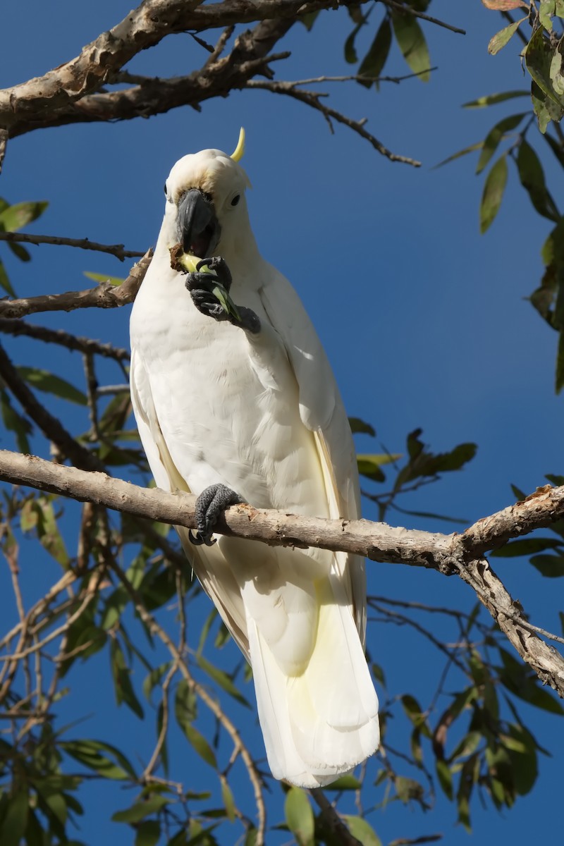 Sulphur-crested Cockatoo - ML631737180