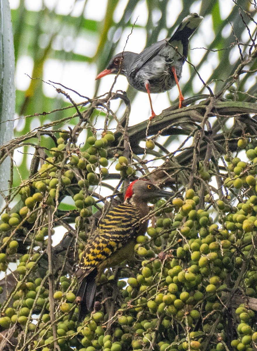 Hispaniolan Woodpecker - ML631737226