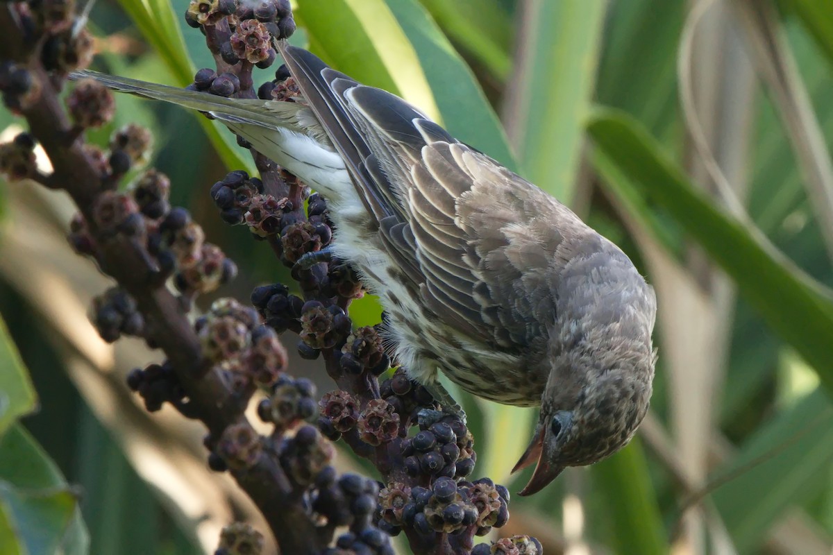 Australasian Figbird - ML631737242