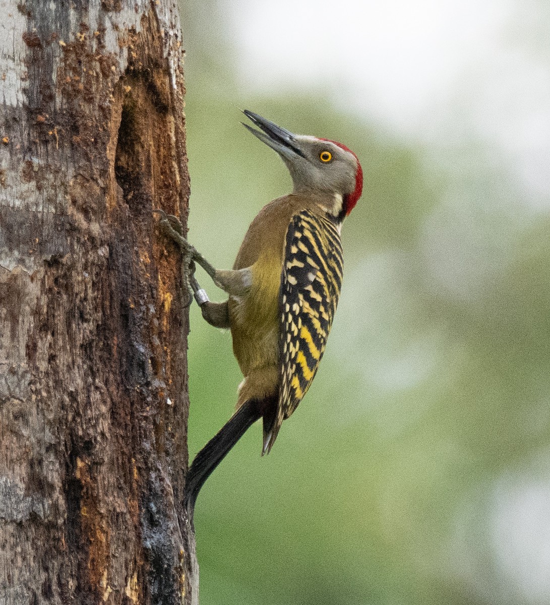 Hispaniolan Woodpecker - ML631737246