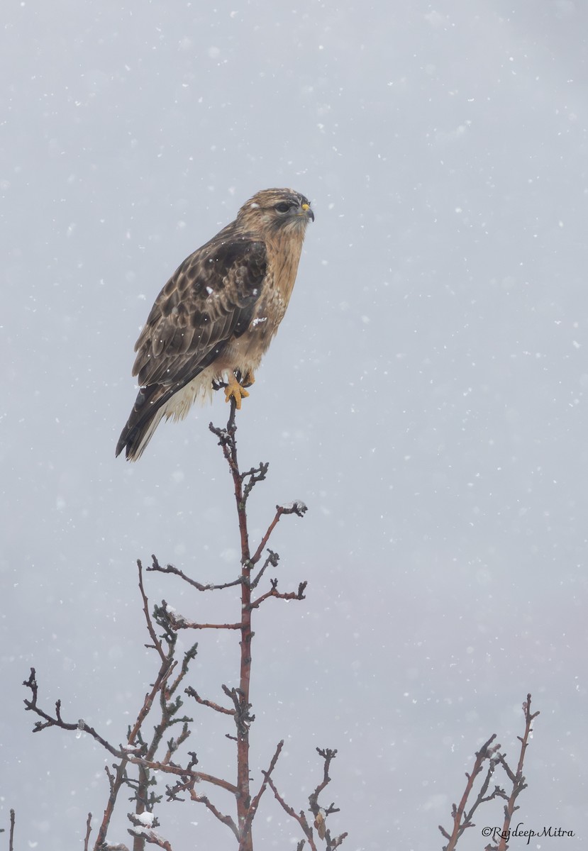 Himalayan Buzzard - ML631737443