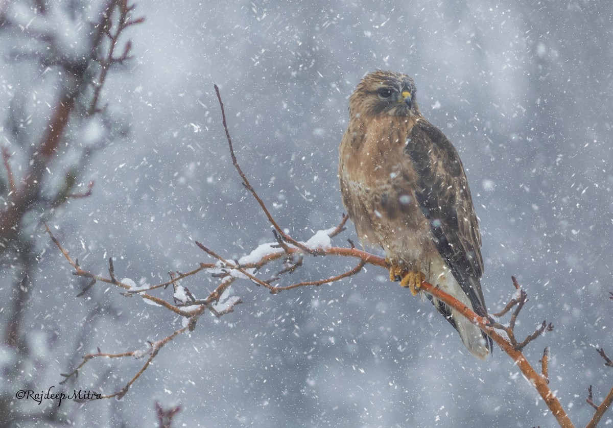 Himalayan Buzzard - ML631737444