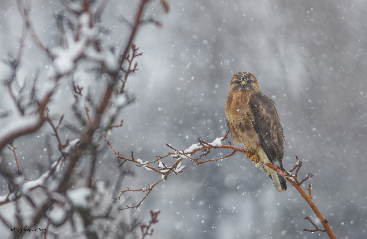 Himalayan Buzzard - ML631737445
