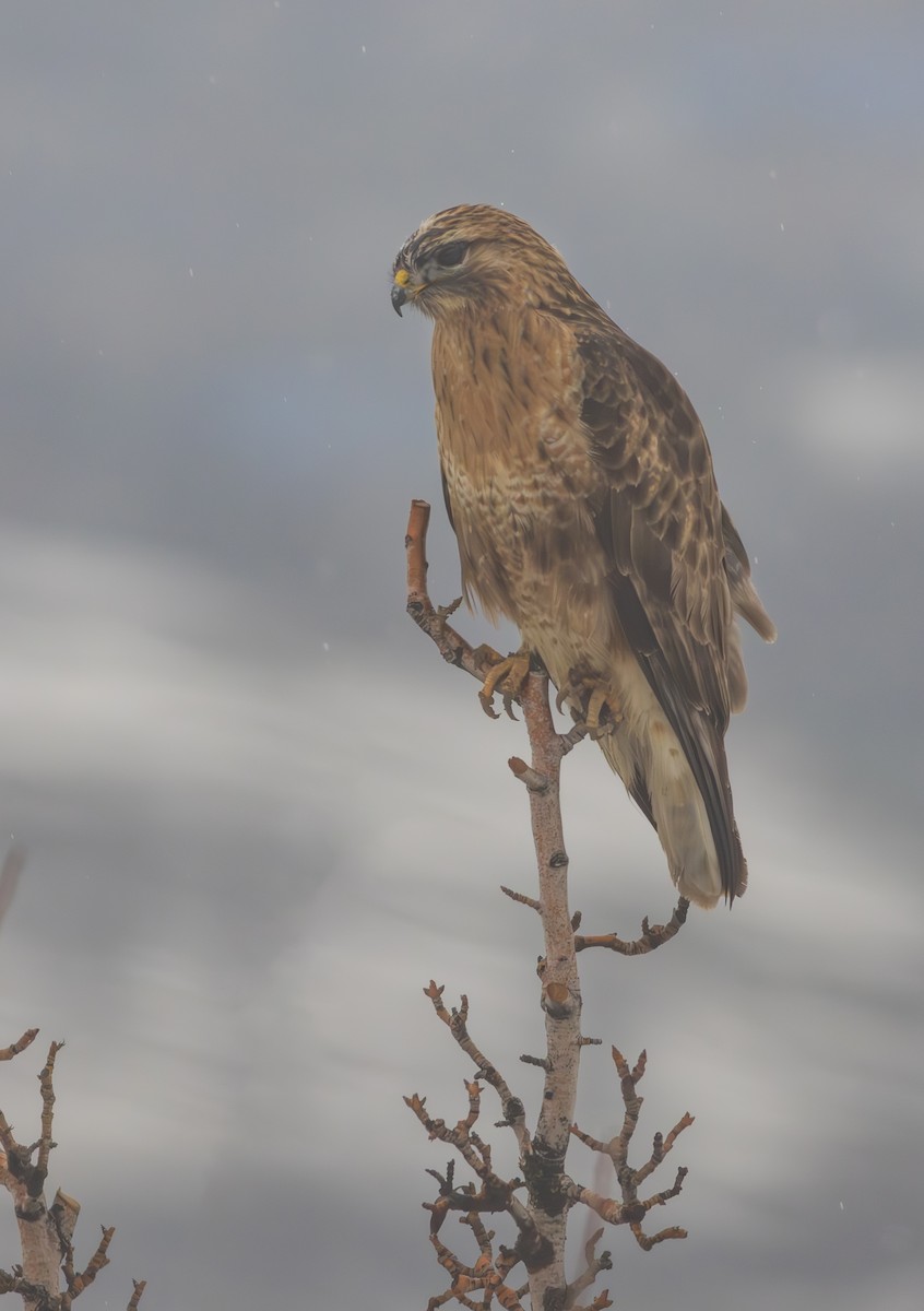 Himalayan Buzzard - ML631737446