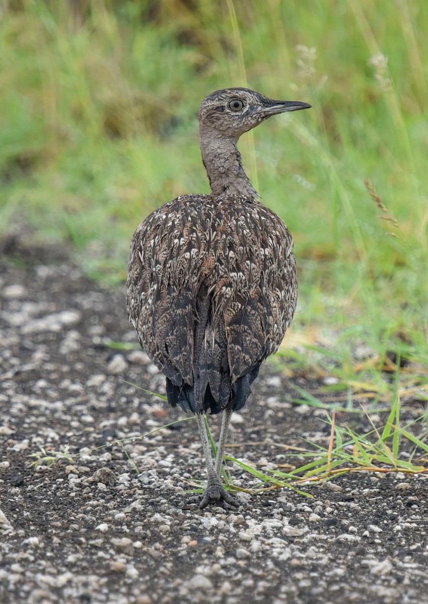 Red-crested Bustard - ML631737575