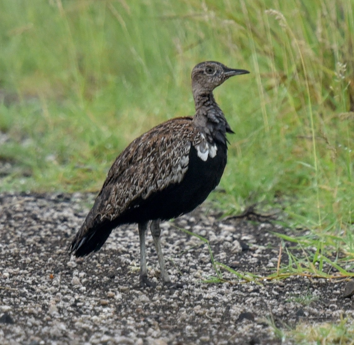 Red-crested Bustard - ML631737576