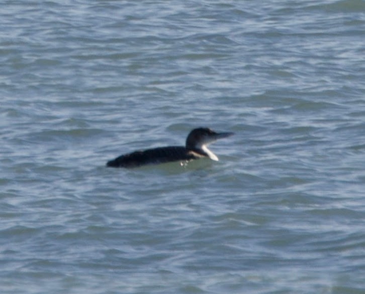 Common Loon - ML631737580