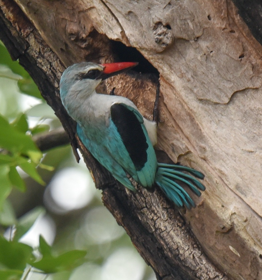 Woodland Kingfisher - ML631737582