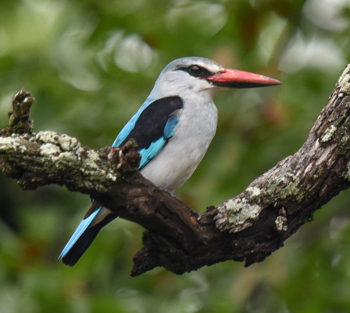 Woodland Kingfisher - ML631737583