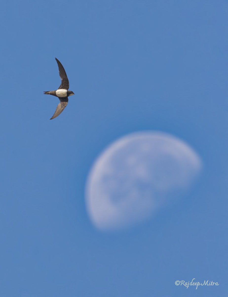 Alpine Swift - ML631737702