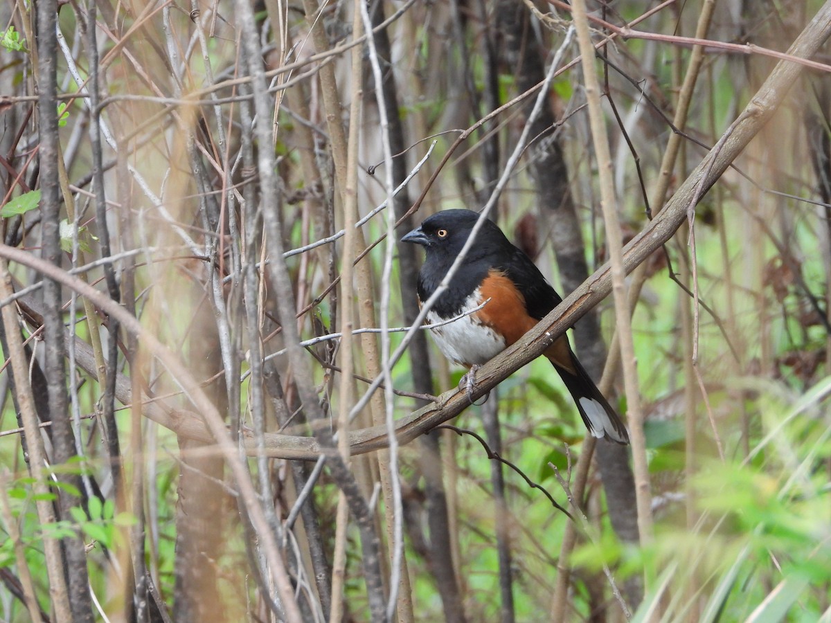 Eastern Towhee - ML631737780