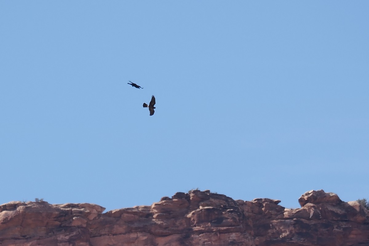 Northern Harrier - ML631737799