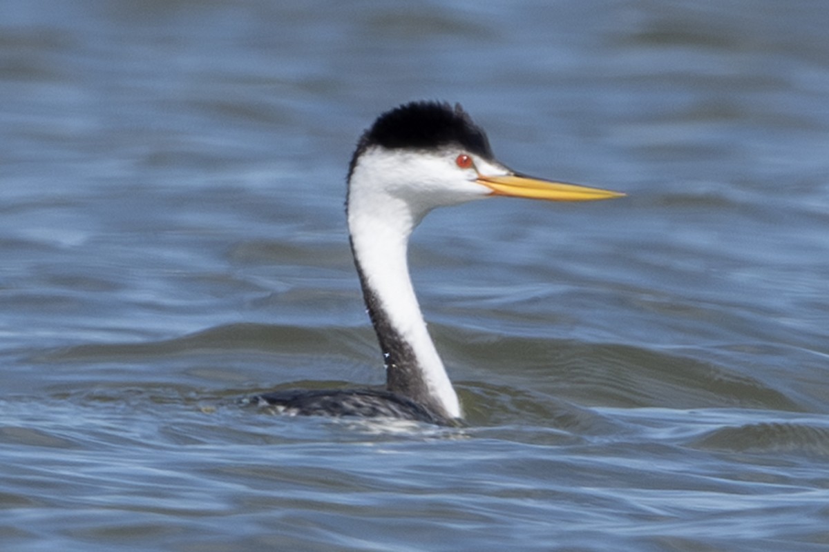 Clark's Grebe - Michael Linz