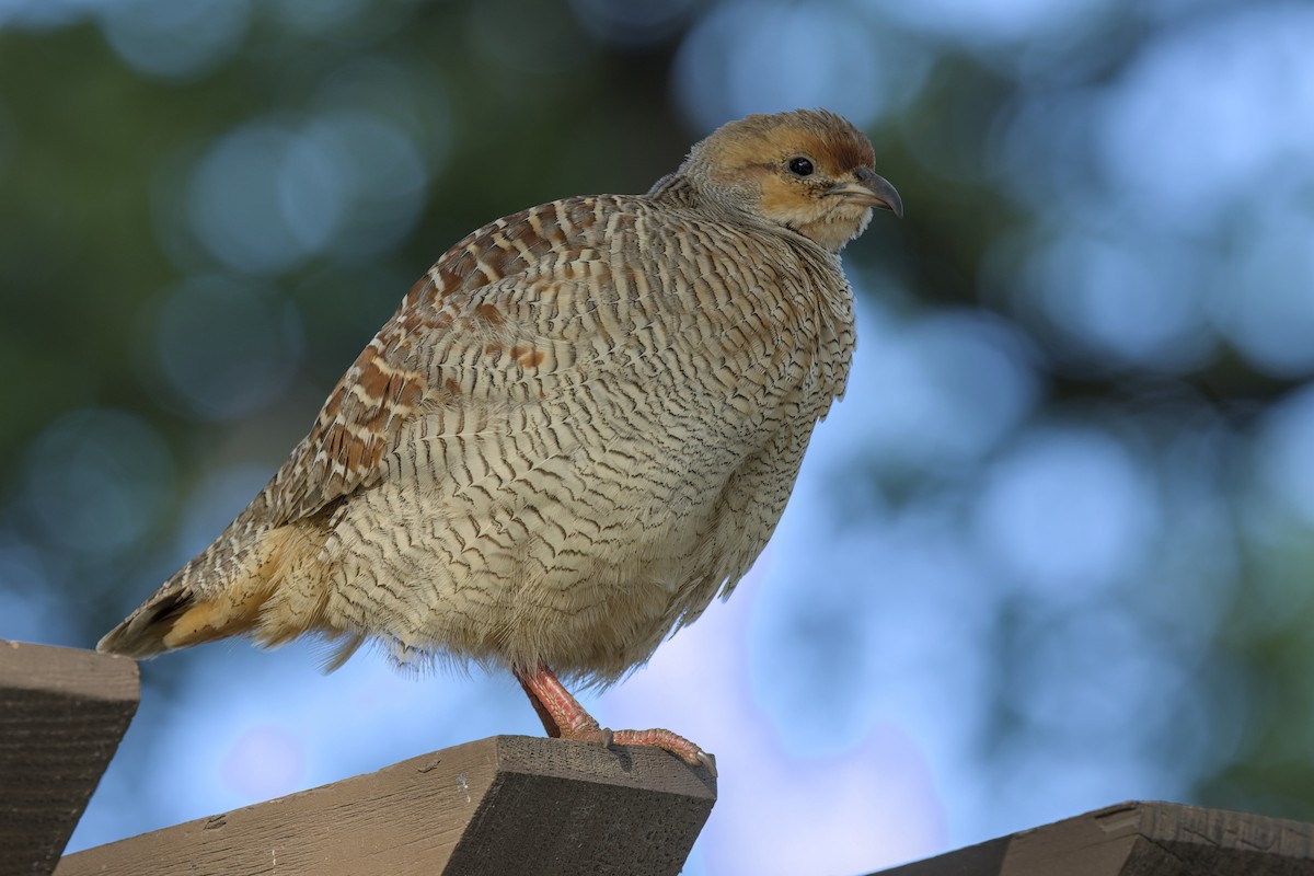 Gray Francolin - ML631738051