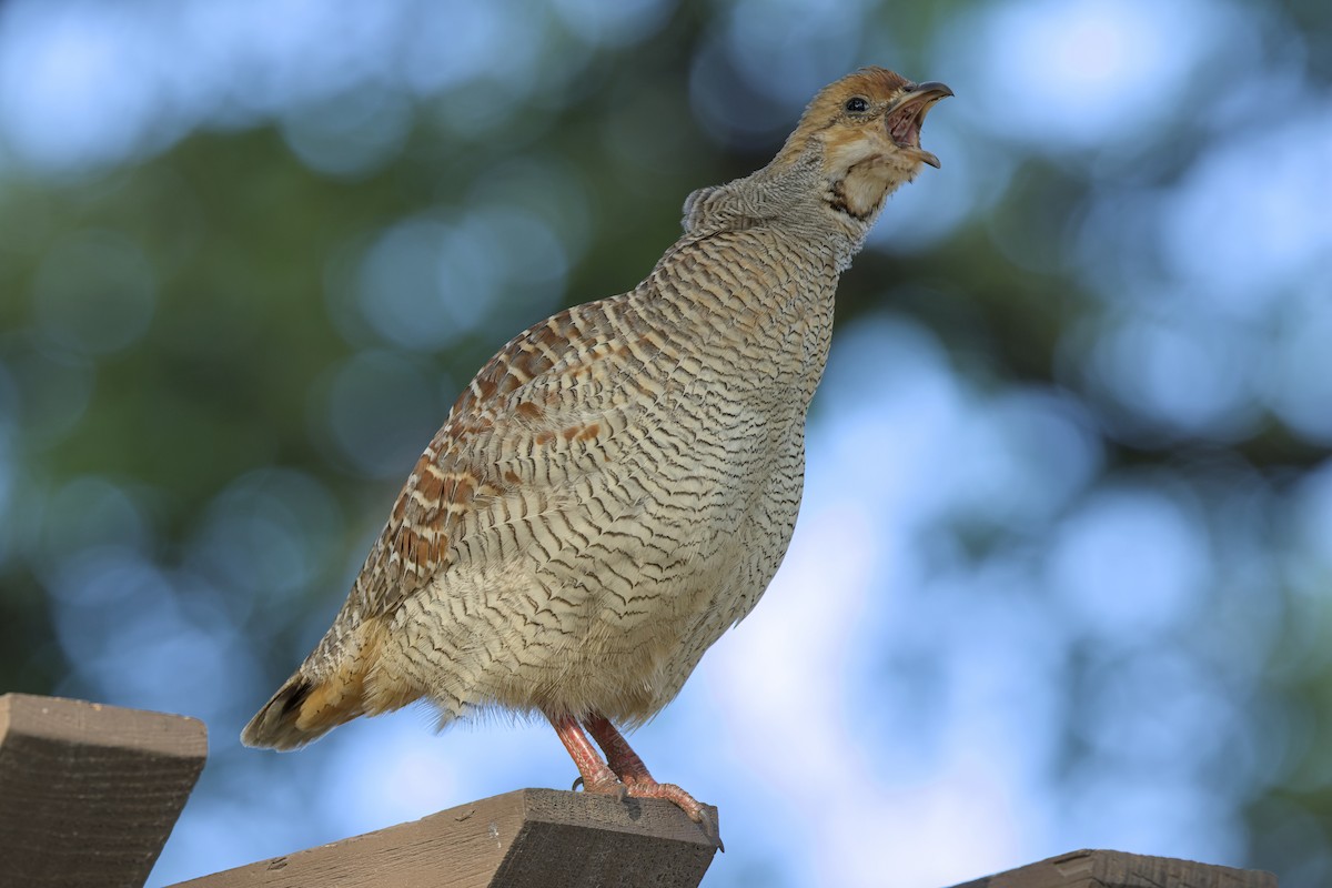 Gray Francolin - ML631738052
