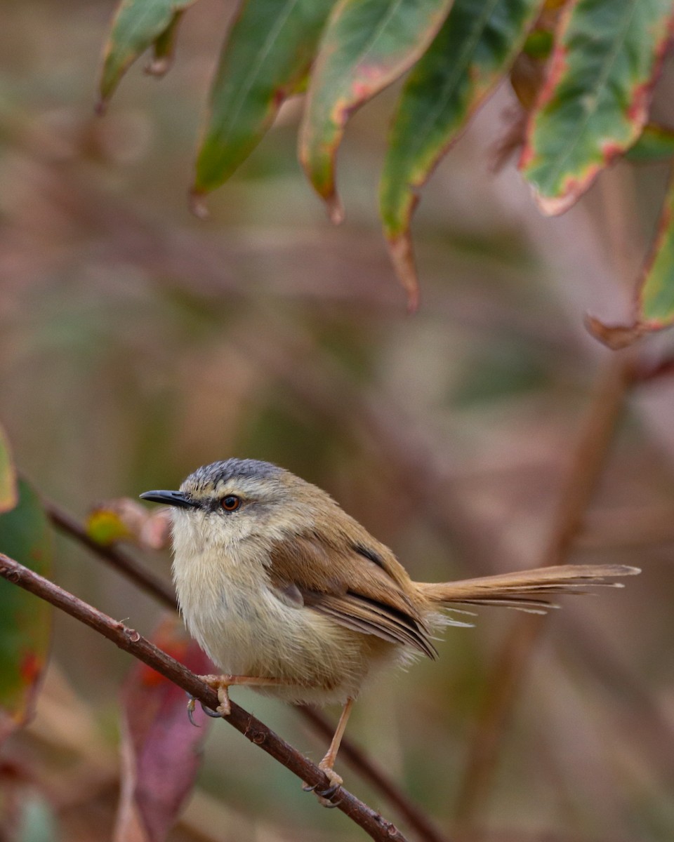 Gray-crowned Prinia - Nitin Kumar Raghav
