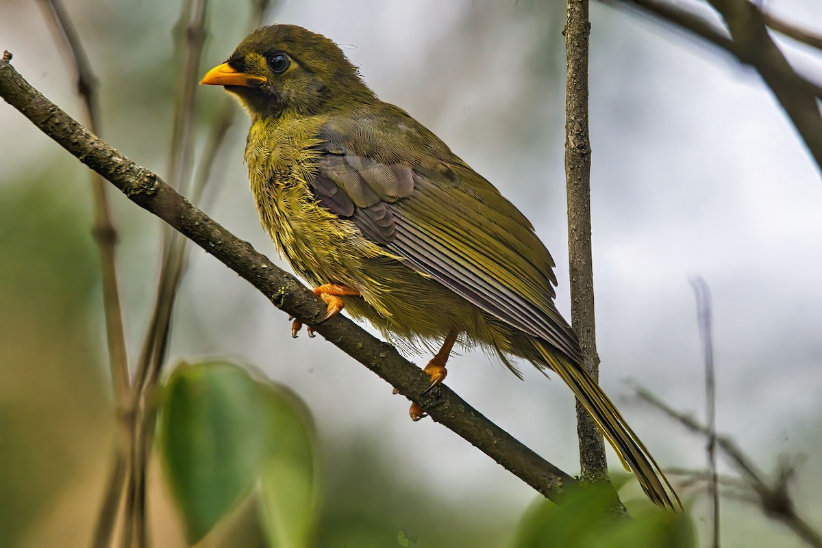 Bell Miner - ML631738279