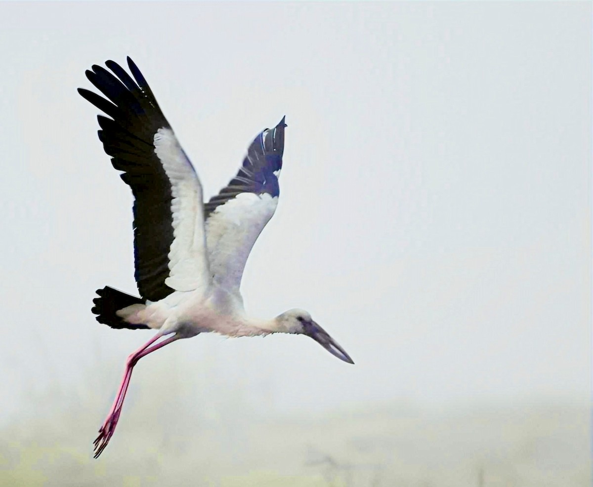Asian Openbill - ML631738519