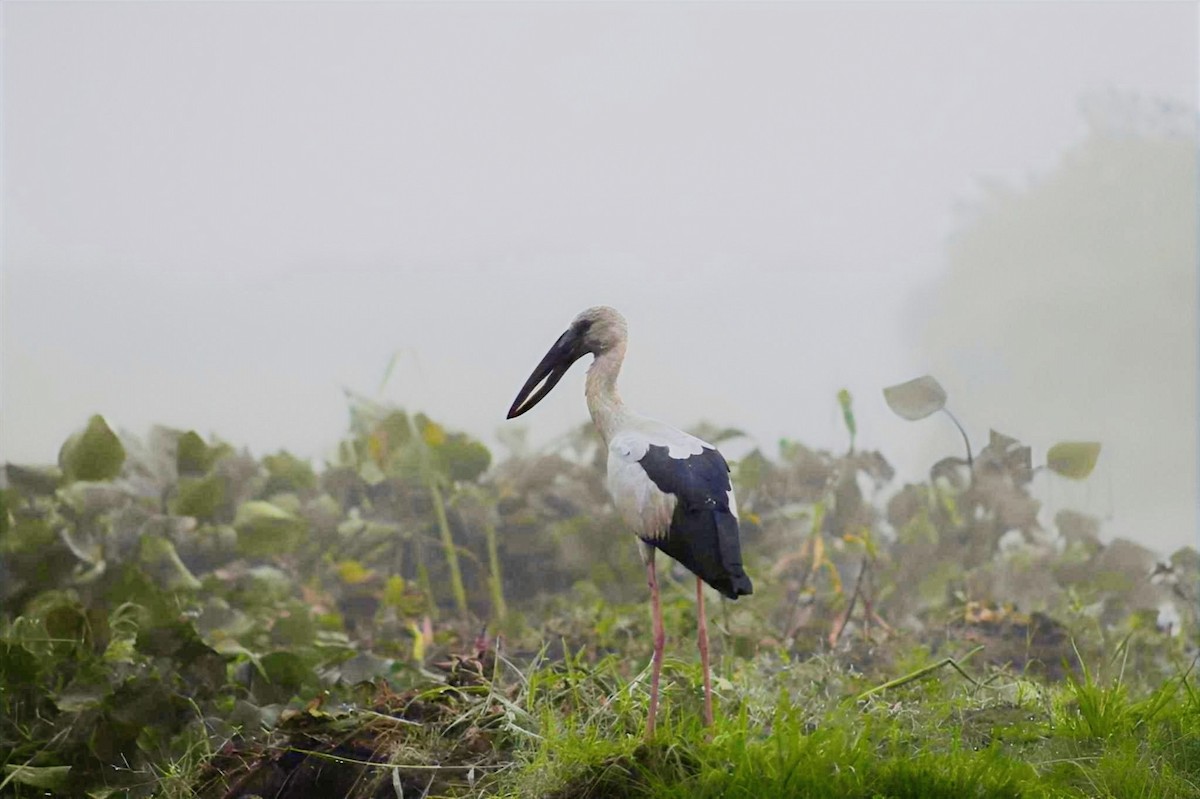 Asian Openbill - ML631738520