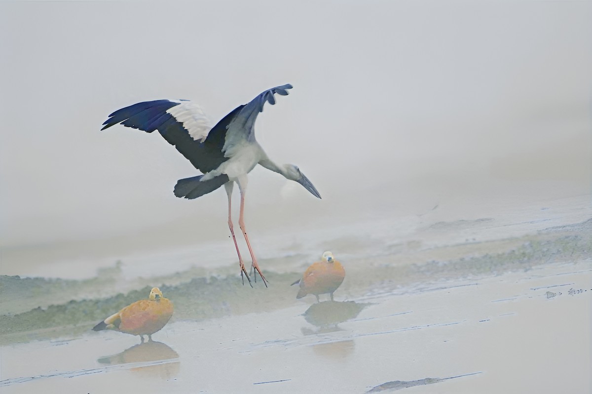 Asian Openbill - ML631738521