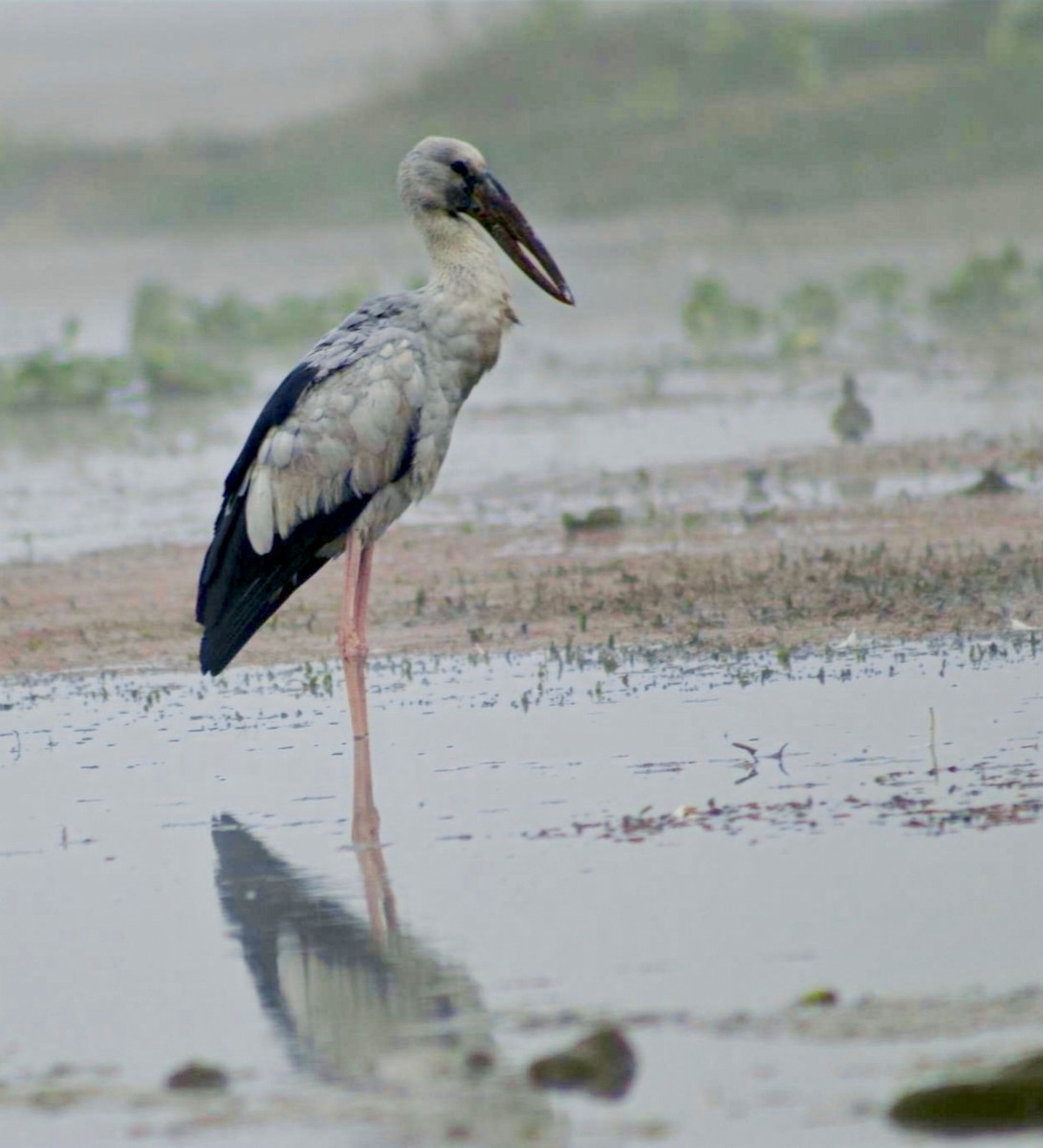 Asian Openbill - ML631738522