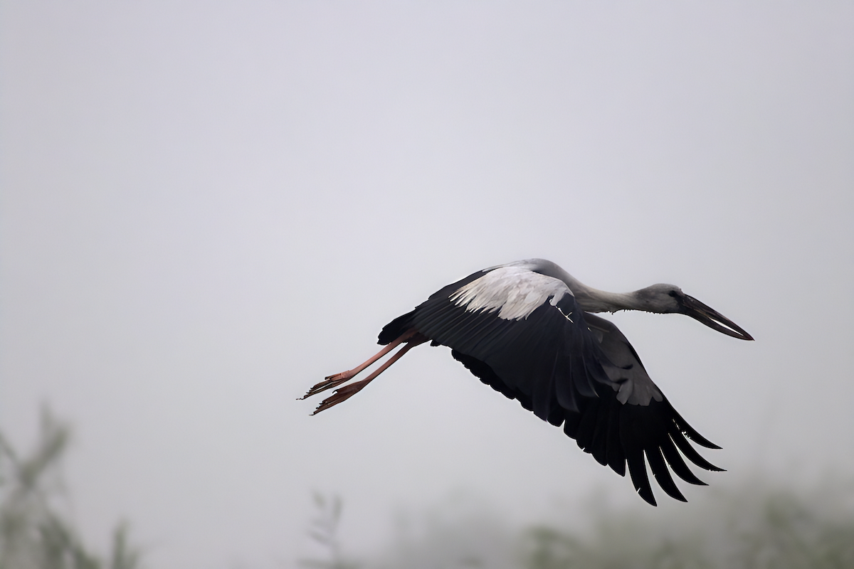 Asian Openbill - ML631738523