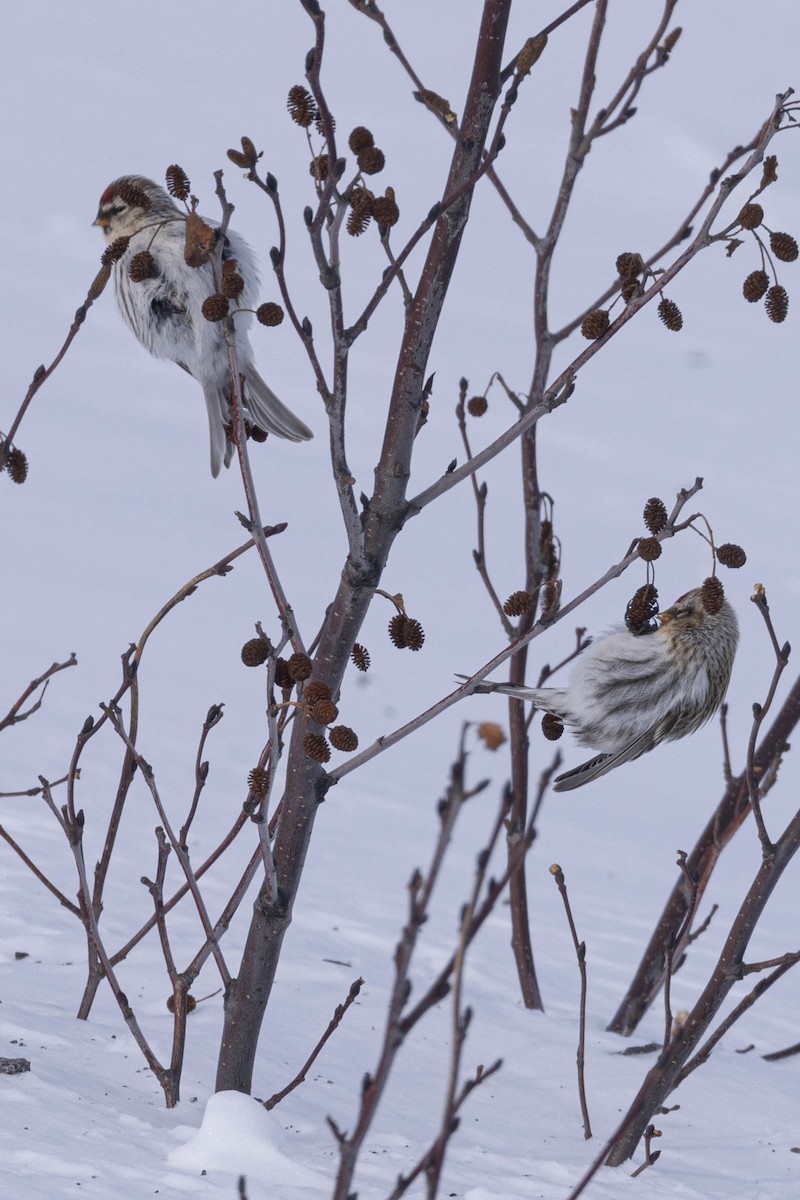 普通朱頂雀(hornemanni/exilipes) - ML631738537