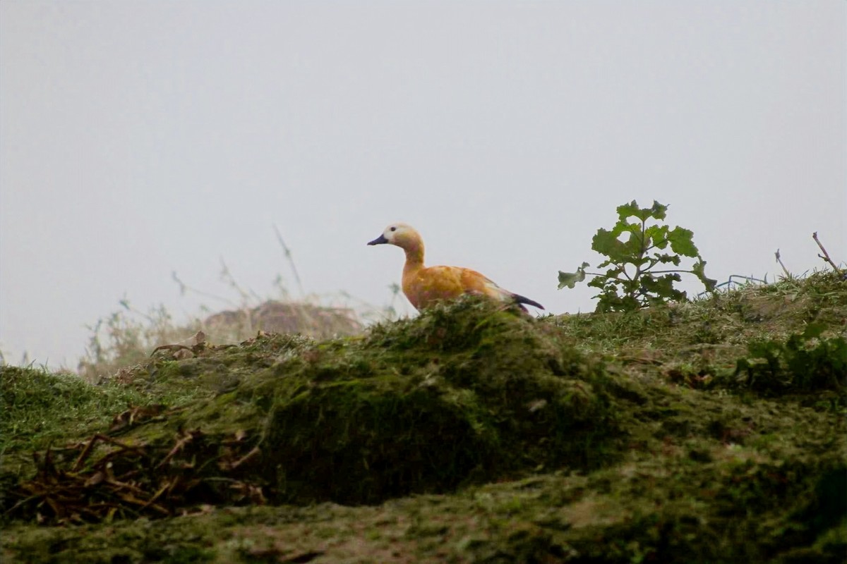 Ruddy Shelduck - ML631738575