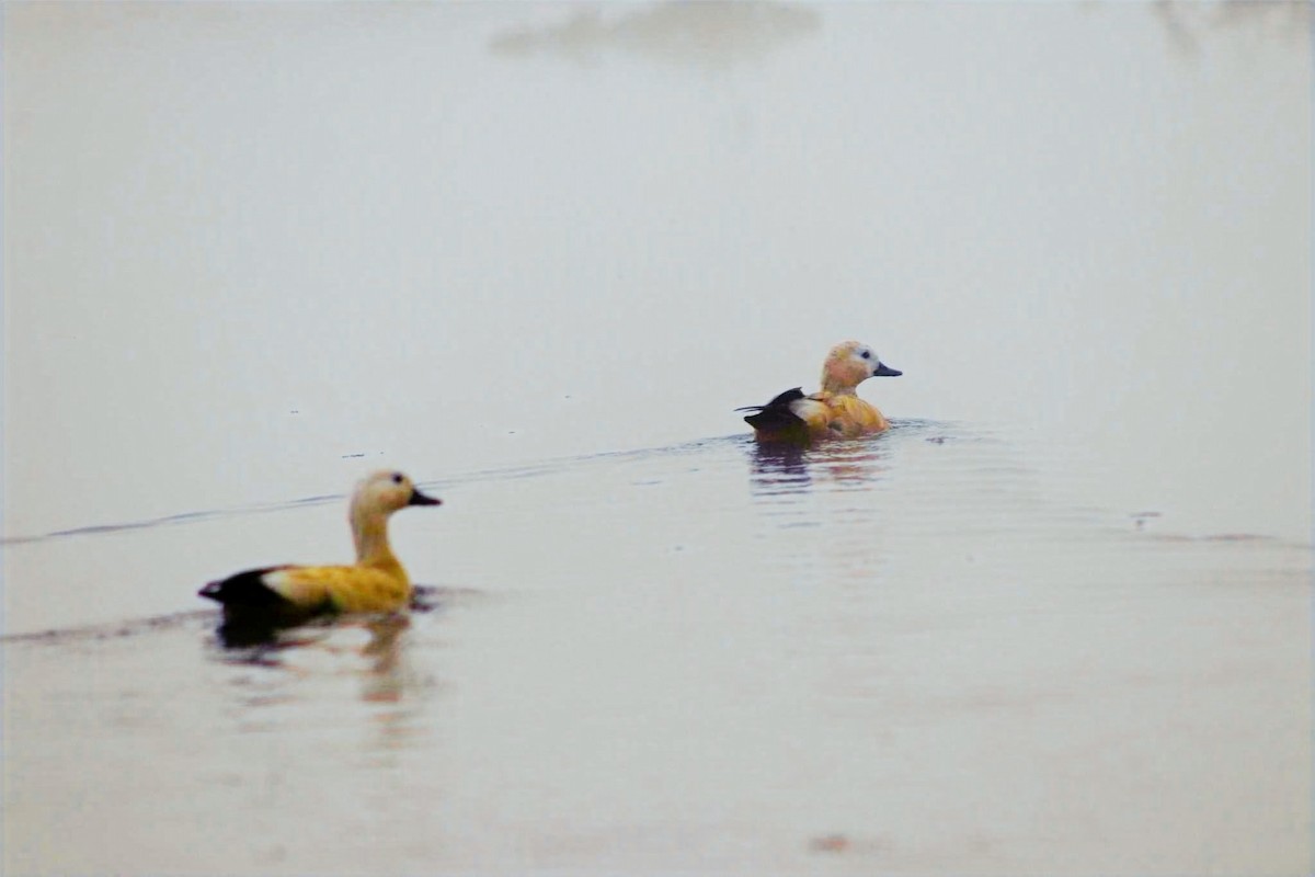Ruddy Shelduck - ML631738576