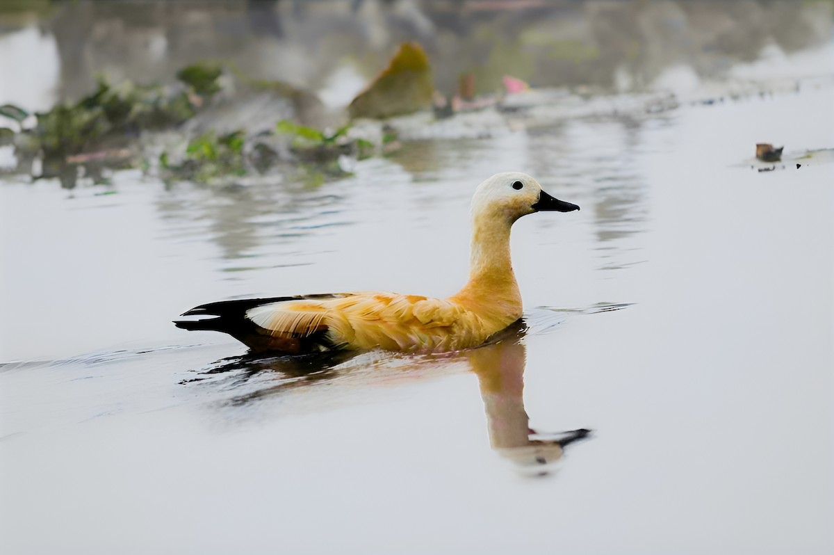 Ruddy Shelduck - ML631738578