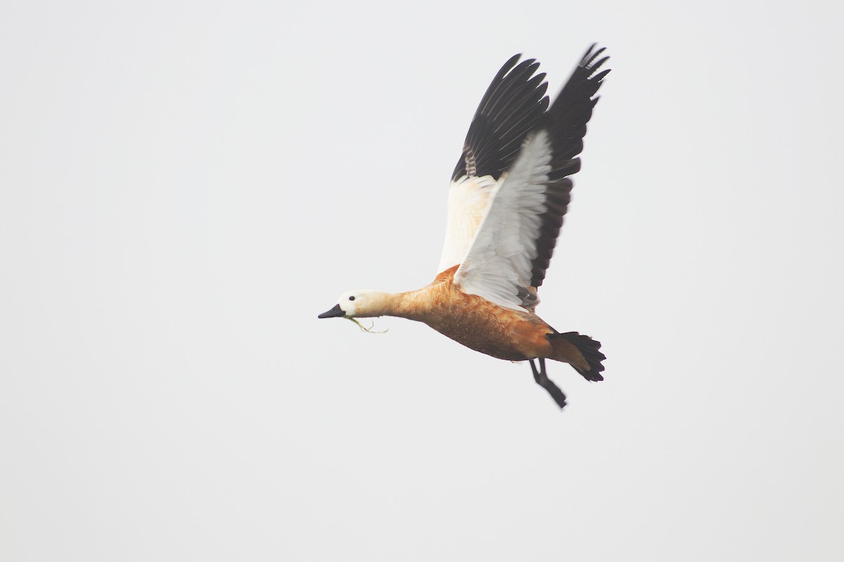 Ruddy Shelduck - ML631738579