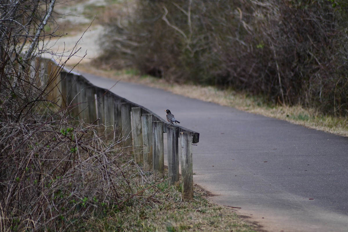 American Robin - ML631738606
