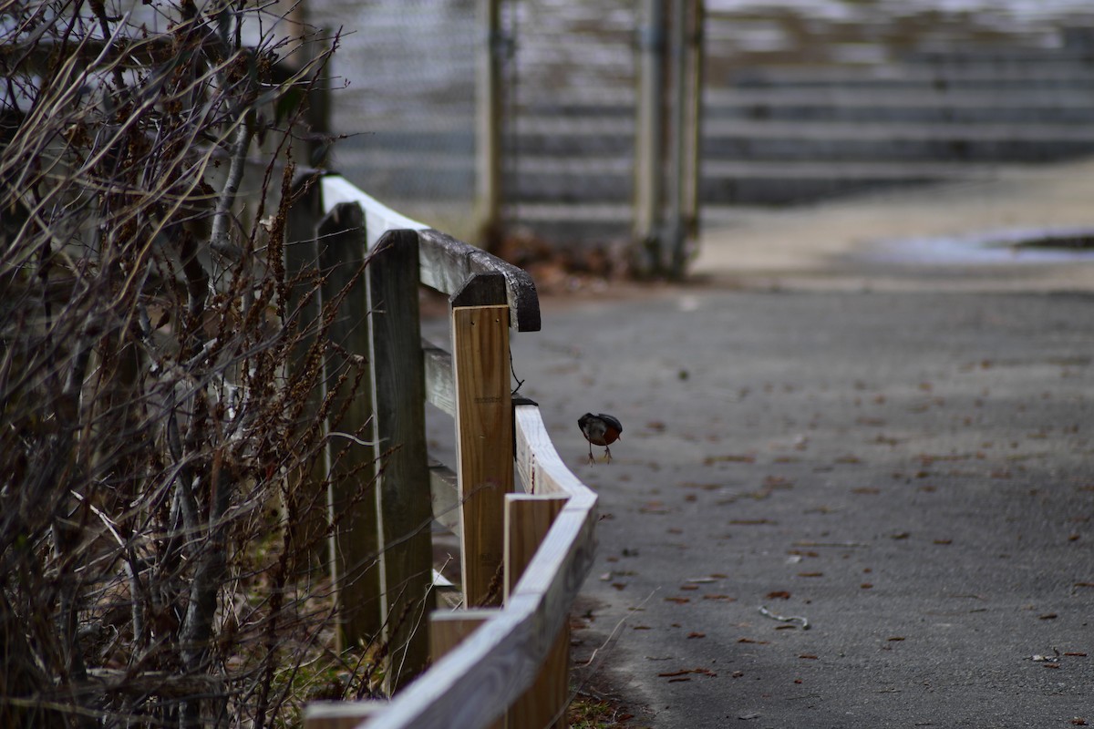 American Robin - ML631738613