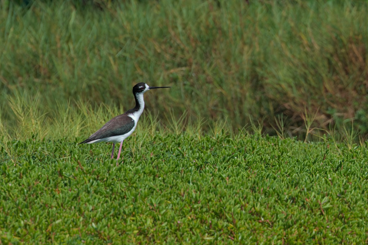 Black-necked Stilt - ML631738632