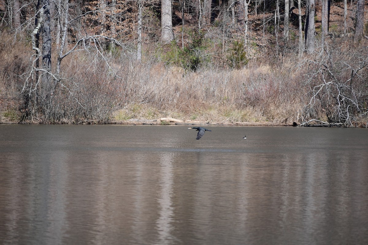 Double-crested Cormorant - ML631738634