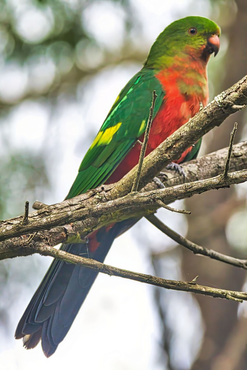 Australian King-Parrot - ML631738652