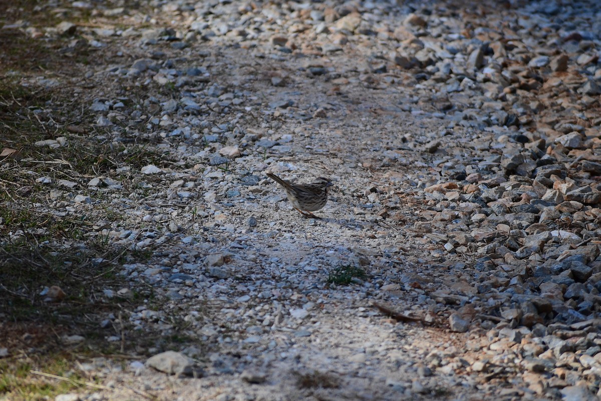 Song Sparrow - ML631738656