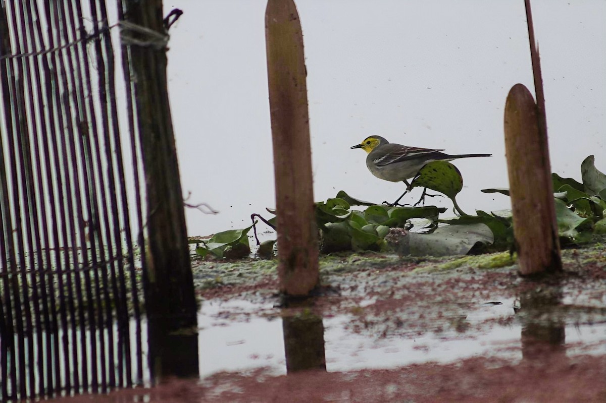 Citrine Wagtail - ML631738676