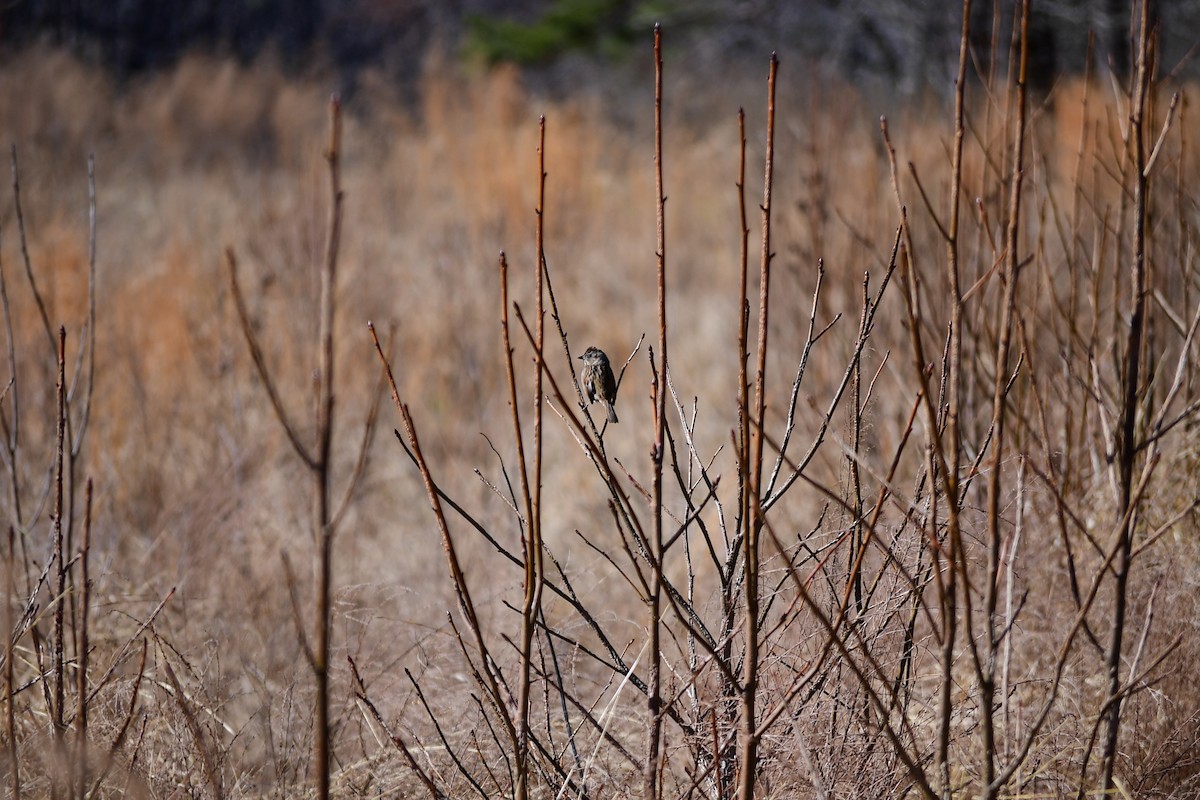 Swamp Sparrow - ML631738681