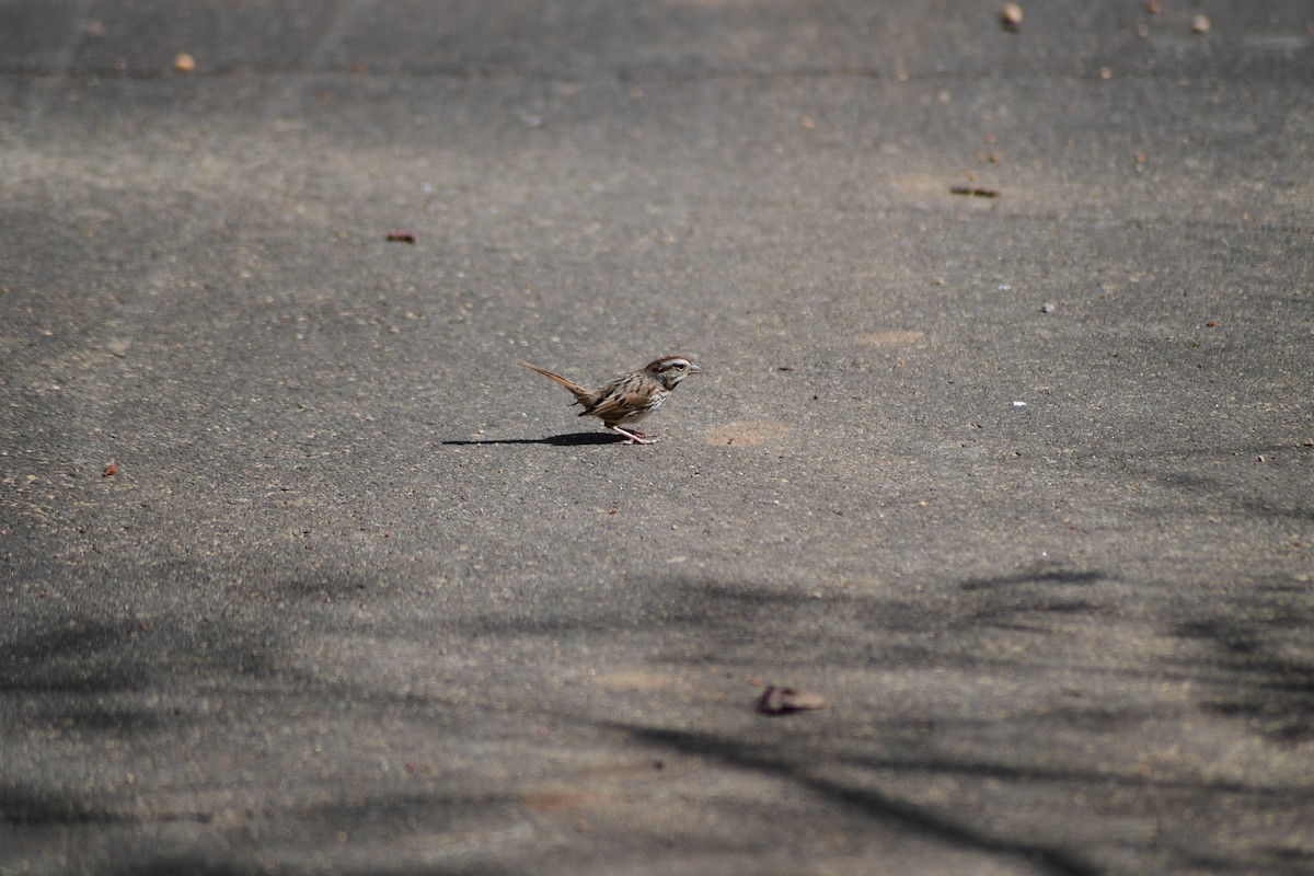 Song Sparrow - ML631738695