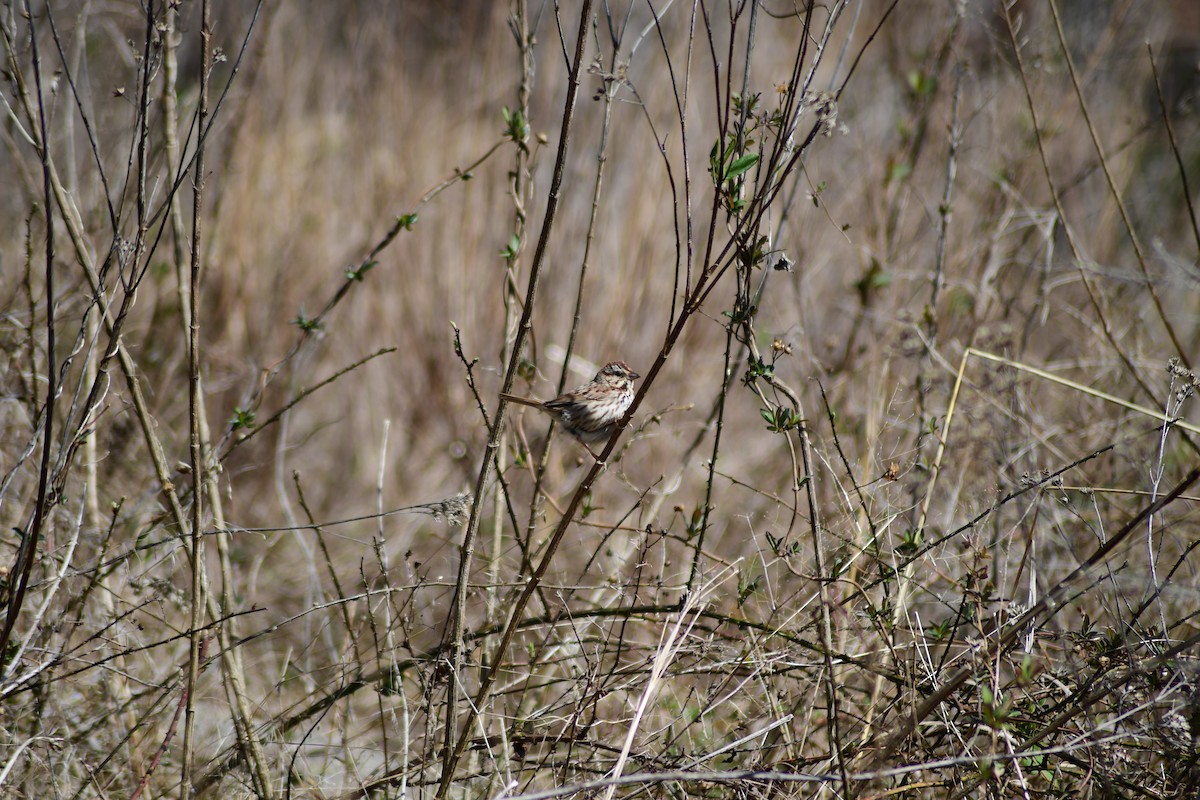 Song Sparrow - ML631738696