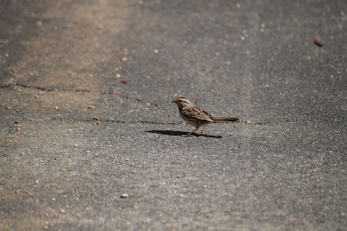 Song Sparrow - ML631738697