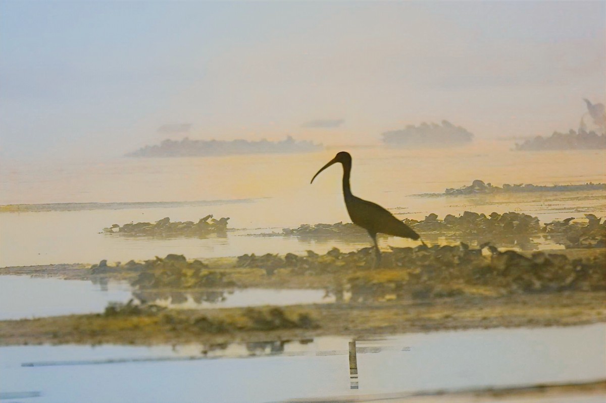 Glossy Ibis - ML631738735