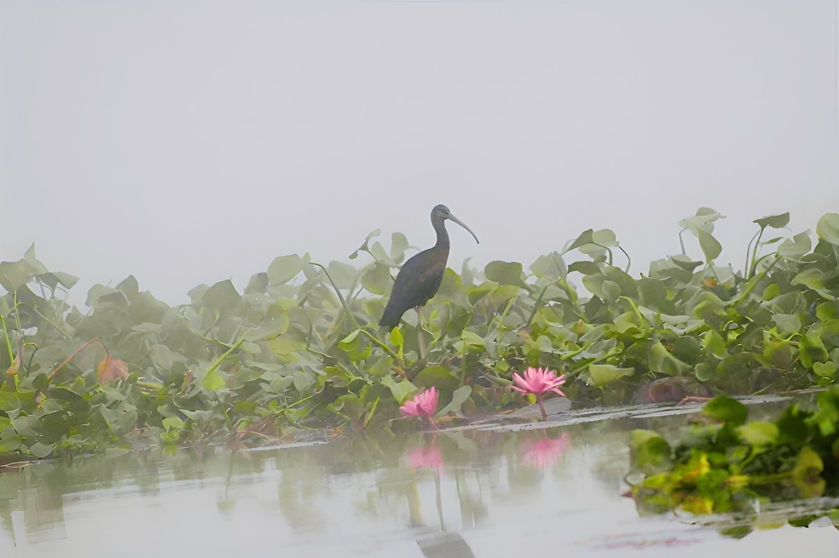 Glossy Ibis - ML631738736